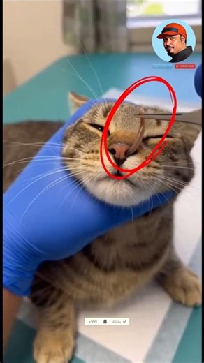 SHOCKING! Vet Pulls GIANT WORM out of Cat's Nose Botfly Larva