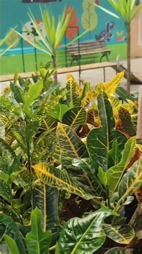 O real preço das plantas na Cobasi hoje! 🤯#plantas