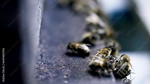 European dark bee( Apis mellifera mellifera) ready to take off