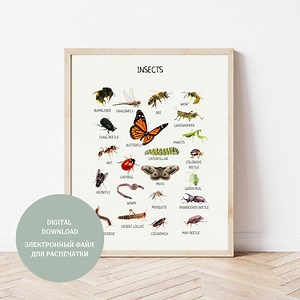 Insects Educational Poster: Montessori Printable Classroom Decor (digital Download) - Etsy