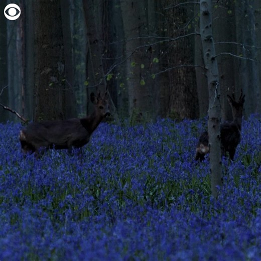 BLOOMING BLUEBELLS: Deer were spotted dashing through the blooming bluebells in the Hallerbos forest in Belgium at sunrise on Tuesday (4/18). Tourists come to the area every year to see the purple carpet of flowers as they bloom for seven to 10 days. | CBS Newspath