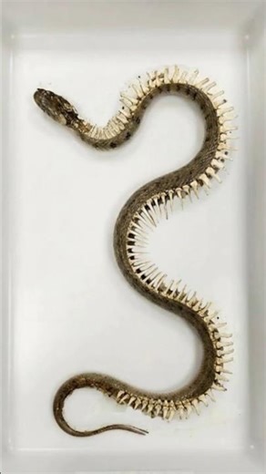 Snake Decomposition Timelapse | From Dead Snake to Clean Skeleton in Scientific Lab Experiment