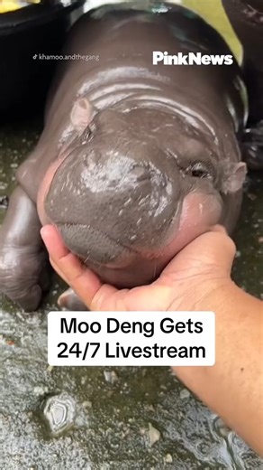 The internet’s fav pygmy hippo is getting her own livestream! Videos of Moo Deng taken by her zookeeper at Thailand’s Khao Kheow Open Zoo have racked up millions of views... | PinkNews