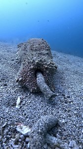 3M views · 22K reactions | Ecosystem Engineer ‍♂️ At Matahari Tulamben Resort with AOI-uw Giant sea cucumber Thelenota anax feeds by ingesting sand and organic matter and is seen releasing processed sediment — a key part of its feeding cycle 缾 This egestion reshapes the seabed and returns nutrients to the ecosystem. Tulamben, Bali, Indonesia  | Yury Ivanov | Facebook
