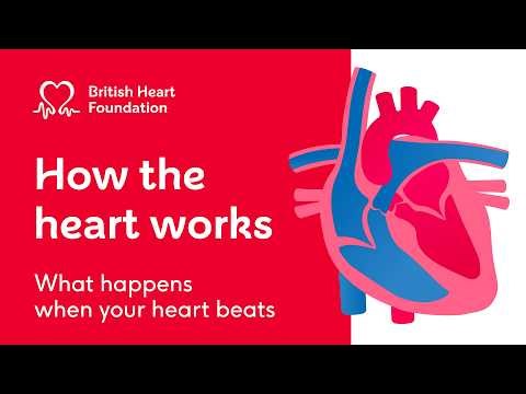 How does the heart work? Function and structure of the human heart