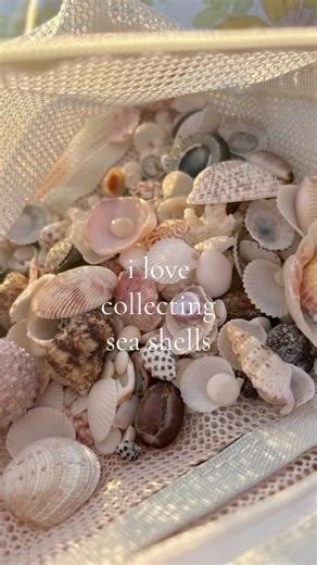 Seashell Collection for Beach Vibes