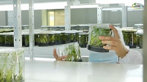 #INTA | El INTA Costa Rica fue creado mediante Ley N° 8149 del 22 de noviembre del 2001, cuyo objetivo es contribuir al mejoramiento y sostenibilidad del Sector Agropecuario, por medio de la generación, innovación, validación, investigación y difusión de tecnología, en beneficio de la sociedad costarricense. Como institución moderna busca dar respuesta oportuna a muchas de las limitantes bióticas y abióticas presentes en los procesos productivos, como: disponibilidad de semilla de alta calidad y