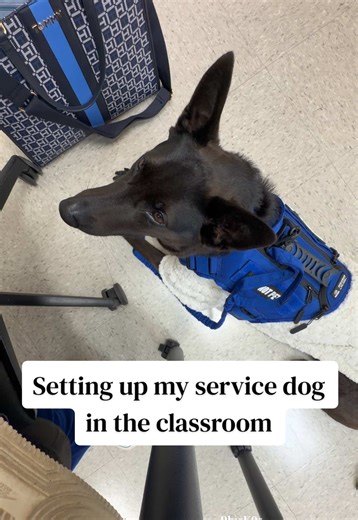 Training Commands for Service Dogs in Schools
