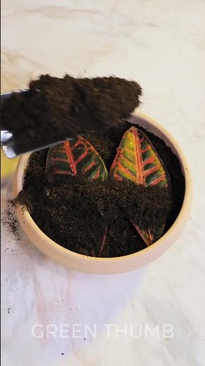 Ultimate Guide to Composting for Beginners 🌱