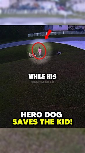 Hero Dog SAVES The Kid!