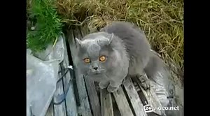 Говорящий кот Умора видео смотреть онлайн Говорящий кот Умора скачать видео бесплатно говорящие коты mp4 avi 3gp Mozilla Firefox