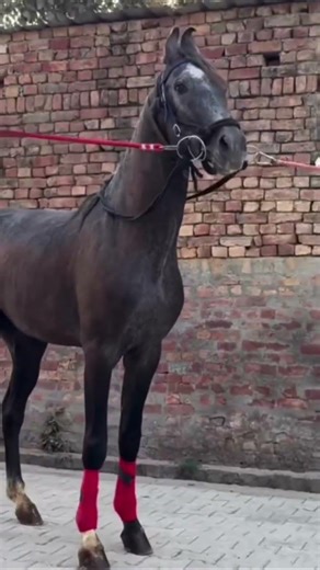 labh heera all songs | new horse video #highlights