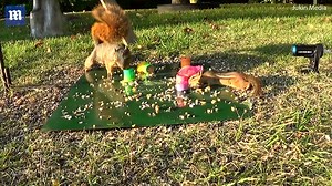 Moment squirrel sends chipmunk flying with slinky toy | Daily Mail Online