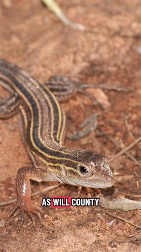 23 reactions | #WillCounty #Lizard Slender glass lizards look a lot like snakes because they have no legs. Program coordinator Jess McQuown explains why they are a lizard and not a snake. | Braidwood Dunes and Savanna Nature Preserve | Facebook