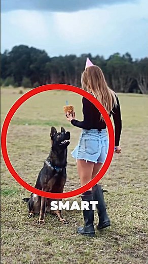 This Dog’s Birthday Celebration Is Too Adorable 🐕‍🦺😱 #dog