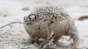 WATCH: Squeaking Frog Is The Cutest Thing Ever