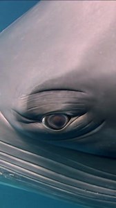 Up close with a dwarf minke whale. (Video by @seajewlz) The minkes of the Southern Hemisphere are divided into two different subspecies, the dwarf minke and the Antarctic minke. Dwarf minkes are around 3-4 feet (1-1.2 m) smaller in length than the Antarctic subspecies. They might be "dwarfs" in the whale world, but are still about the size of a double decker bus, growing up to 26 ft (8 m) and 14,000 lbs (6 metric tons)! | Ocean Conservation Research - OCR