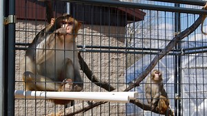 Monkeys that escaped a lab are a species used for human research since the 1800s