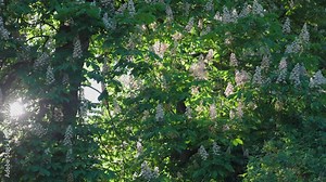 A beautiful chestnut tree blooms with white flowers. The sun breaks through the foliage. Beautiful sun rays. Everything is covered in green leaves. Spring nature.