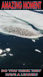 36K views · 1.6K reactions | Adelie penguin group diving from sea ice⁣⁣ 流 : @myeonghoseo #YourEarth #earth #nature #Penguin #motherearth | Earth | Facebook