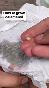 HOW TO GROW CALAMANSI AMAZING! #LuckyPlants #fengshui #Plants #Garden #Gardening #HousePlants #PinoyPlantito #cactus #succulents #houseplants #caretips #propagations #indoorplants#Plantito #Garden #Dancingplantito #markofthejungleplants #gardendecorationideas #gardentour #gardenideas #gardenlife #gardeningmakesmehappy #gardeningideas #gardeningisfun #gardeningtools #gardeninglove #gardeningismytherapy #plantmom #plantbaseddiet #plantmedicine #plantstagram #plants #gardeninglife #gardenroute #gar