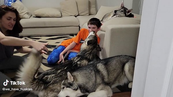 Husky Biting and Kissing Children Compilation