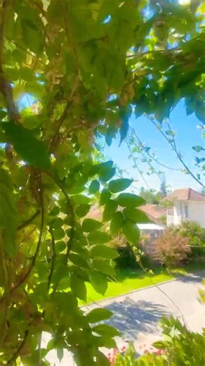 Flor de la Pluma (Enredadera Exuberante y Aromática).