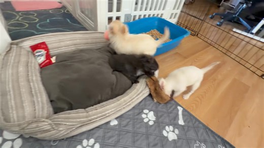 Puppies , puppies , puppies 🥰🥰🥰🥰 Contact us for more info | PAWSitive Cheeky Chihuahua