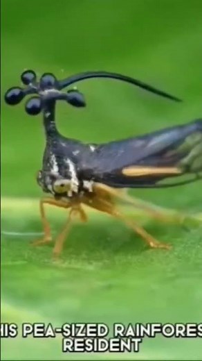 Big raga the opp stoppa