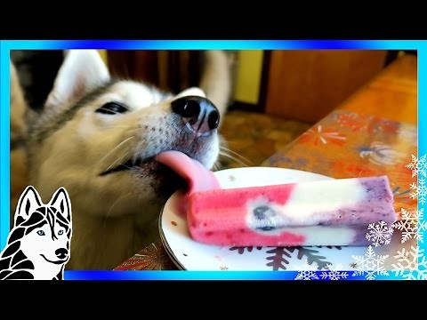DIY DOG TREATS PATRIOTIC PUPSICLE | Snow Dogs Snacks 52 | Dog Treats | Popsicles