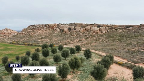 Discover the Epic Process of Large-Scale Olive Oil Production