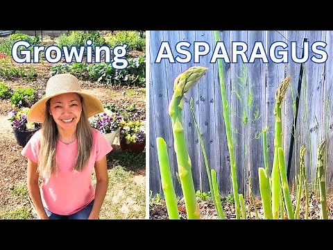 Growing Asparagus from Seed (Seed to Harvest) Timelapse