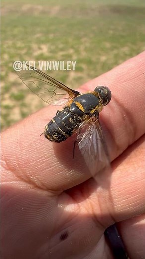 Handling a Hoverfly! 🪰