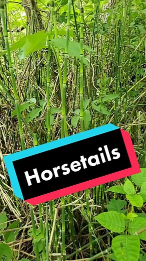 Exploring the Fascinating World of Equisetum Hyemale