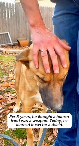 71K views · 1.9K reactions | The first time I tried to touch him at...