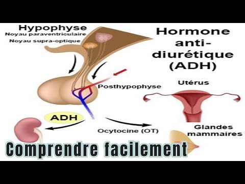 ADH Hormone Antidiurétique - explication simple