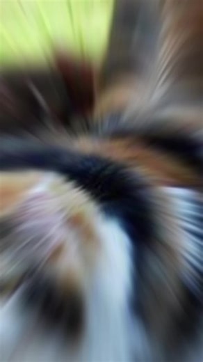 #cat#catcot#kitten #кот #котик