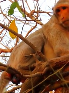 4.9K views · 59 reactions | Mother monkey gives birth high up in a tree! Mother monkey is so amazing! | Monkey Video | Facebook