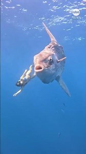 This Is the Largest Fish Ever Discovered… | Earth Vault