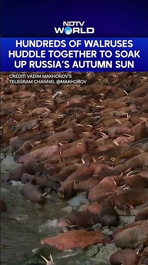 Hundreds Of Walruses Cram Onto Shores To Enjoy Autumn Sunshine In Russia's Chukotka