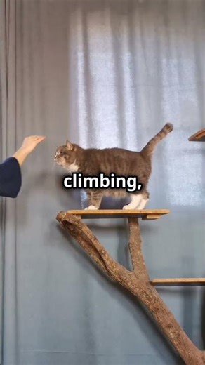 How to Turn Your Lazy Cat Into a Playful Ninja! #shorts