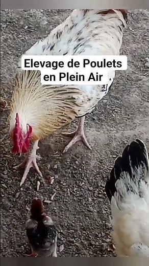Élevage de Poulets en plein Air #elevage #chicken