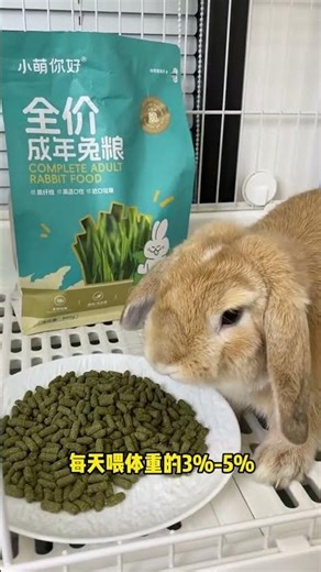 For beginners raising rabbits what should they do in the early stage #Tutu#Rabbit#Pet#Novi