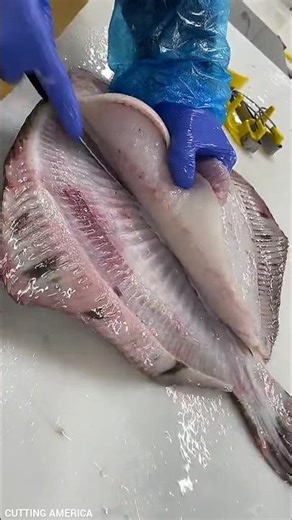 🔪 Professional Turbot Fish Filleting Skills Revealed!! #shorts
