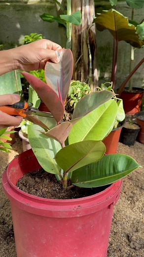 346K views · 3.4K reactions | Rubber Plant Tree #rubberplant #gardeninspiration #plantbased #backyardgarden #rubbertree | Jayson Gaylan | Facebook