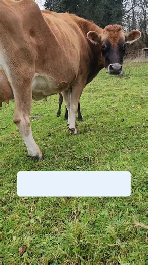 A tiny moment in between naps and milk mustaches. #cowlandhomestead #perfectlyimperfect❤️ #homesteadlife #jerseycow #tallow #honey #babycow #cowantics | Cowland Homestead