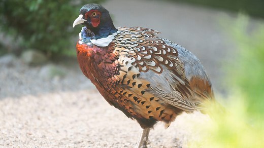 When is Ohio's pheasant hunting season? ODNR to release 14,400 pheasants starting this weekend