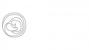 Embryo Childs Development Video 4k One Stock Footage Video (100% Royalty-free) 3433779885 | Shutterstock