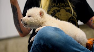 Texas-based biotech company brings back extinct Ice Age dire wolves