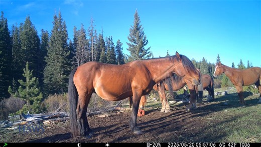 117K views · 8.3K reactions | Here's an example of the value associated with our Trail Cam network. | Help Alberta Wildies Society | Facebook